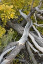 Dead oak tree branches and bushes with yellow oak leaves of the Autumn Fall Colorado America