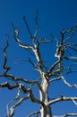 Dead oak tree Royalty Free Stock Photo