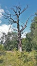 A dead oak tree. Royalty Free Stock Photo