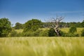 Dead oak tree near the city Plon, Ploen, Schleswig-Holstein, Germany Royalty Free Stock Photo