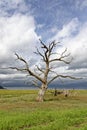 Dead Oak Tree in Saltmarsh