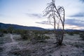 Dead Ocotillo cactus plant lying on the ground at the Ocotillo Patch in Joshua Tree National Park in California at sunset Royalty Free Stock Photo