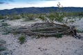 Dead Ocotillo cactus plant lying on the ground at the Ocotillo Patch in Joshua Tree National Park in California at sunset