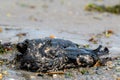 Dead Oil Covered Bird On A Beach Royalty Free Stock Photo