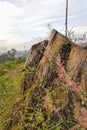 Dead old brown logs become a place for pink shrubs with green leaves to grow. A beautiful combination of colors Royalty Free Stock Photo