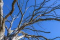 Dead old oak tree without leaves. Royalty Free Stock Photo