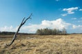 Dead old tree in dry meadow, horizon and white clouds on blue sky Royalty Free Stock Photo