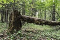 Dead old tree lies in the wild forest, a broken trunk of a large tree rot in a wildlife sanctuary, evening time is early autumn, n