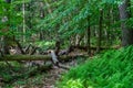 The dead old tree lies in the wild forest between Neversink River, tributary of the Delaware River and Guymard Turnpike, Unique