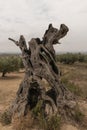 Dead olive tree on the costa brava