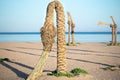 Dead palm trees on the beach by the sea Royalty Free Stock Photo