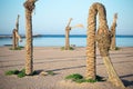 Dead palm trees on the beach by the sea Royalty Free Stock Photo