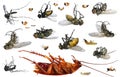 Dead parasitic insects