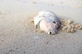 Dead parrot fish on the beach. Royalty Free Stock Photo