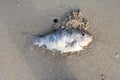 Dead parrot fish on the beach. Royalty Free Stock Photo