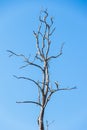 Perennial dead tree