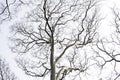 Dead perennial trees with a white background