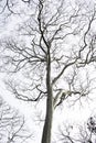 Dead perennial trees with a white background