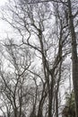 Dead perennial trees with a white background