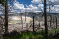 Dead and petrified trees in front of Canary Spring in Mammoth Hot Springs in Yellowstone National Park Royalty Free Stock Photo