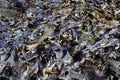 Dead Pile of Seaweed Abstract