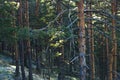 Dead pine tree at Divcibare evergreen forest in springtime morning