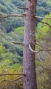 Dead Pine tree log in lush mediterranean forest Royalty Free Stock Photo