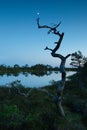 Dead pine tree in a marsh