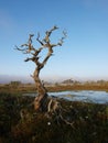 Dead pine tree in a marsh