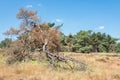 Dead pine tree on the National Park Hoge Veluwe.