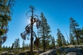 Dead Pine Tree on Pacific Crest Trail Royalty Free Stock Photo