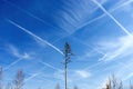 a dead pine tree in Perlacher Forst, a net of contrails Royalty Free Stock Photo