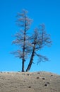 Dead pine trees Royalty Free Stock Photo