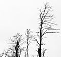 Dead pine trees against sky background