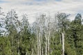 Dead pine trees Royalty Free Stock Photo