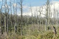 Dead pine trees Royalty Free Stock Photo