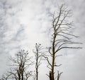 Dead pine trees. Juodkrante, Lithuania Royalty Free Stock Photo