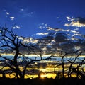 Dead pinion trees silhouetted by the fantastic colors of sunset in Santa Fe New Mexico Royalty Free Stock Photo