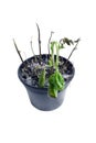 Dead plant in a pot Royalty Free Stock Photo