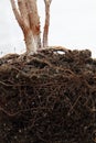 Dead plant with roots in soil