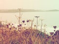 Dead plants at sea Royalty Free Stock Photo