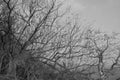 Dead plants and trees with no leaves and life, black and white composition depicting dying nature and the polluted environment