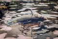 Dead poisoned fish lies on the banks of the river, environmental pollution Royalty Free Stock Photo