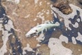 Dead poisoned fish lies on the banks of the river, environmental pollution Royalty Free Stock Photo