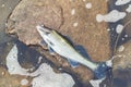 Dead poisoned fish lies on the banks of the river, environmental pollution Royalty Free Stock Photo