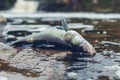 Dead poisoned fish lies on the banks of the river, environmental pollution