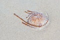Dead poisonous compass jellyfish, Chrysaora hysoscella on the sandy shore, thrown away by the sea waves. Expansive species, danger
