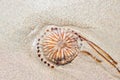 Dead poisonous compass jellyfish, Chrysaora hysoscella on the sandy shore, thrown away by the sea waves. Expansive species, danger