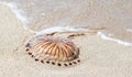 Dead poisonous compass jellyfish, Chrysaora hysoscella on the sandy shore, thrown away by the sea waves. Expansive species, danger