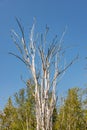 Dead poplar tree along cascade trail